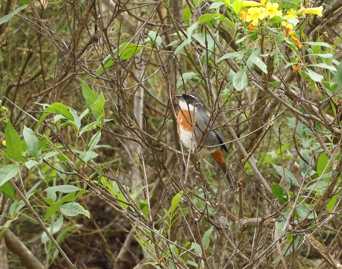 Chestnut-breasted Mountain Finch - ML643112336