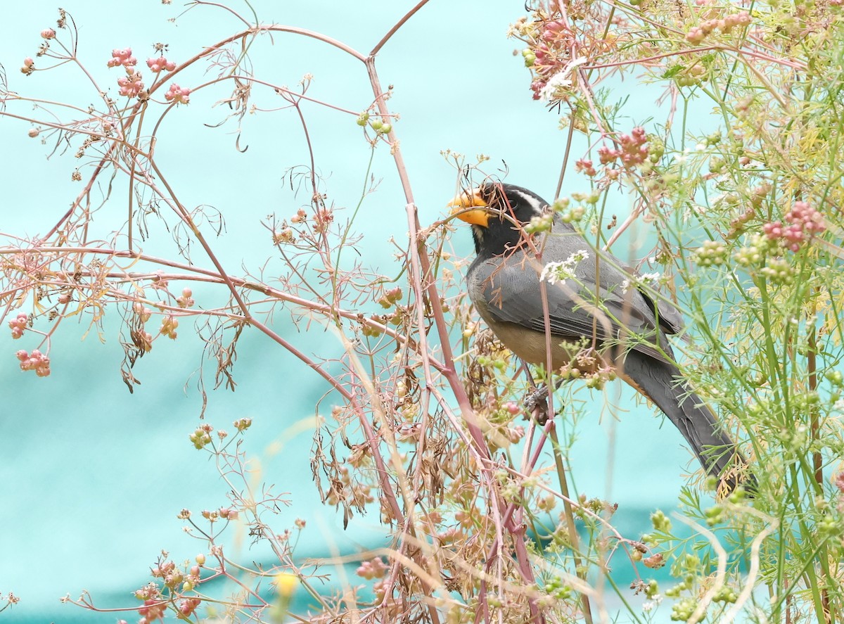 Golden-billed Saltator - ML643112358