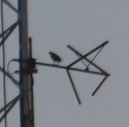 Эгэл шонхор - ML643112365