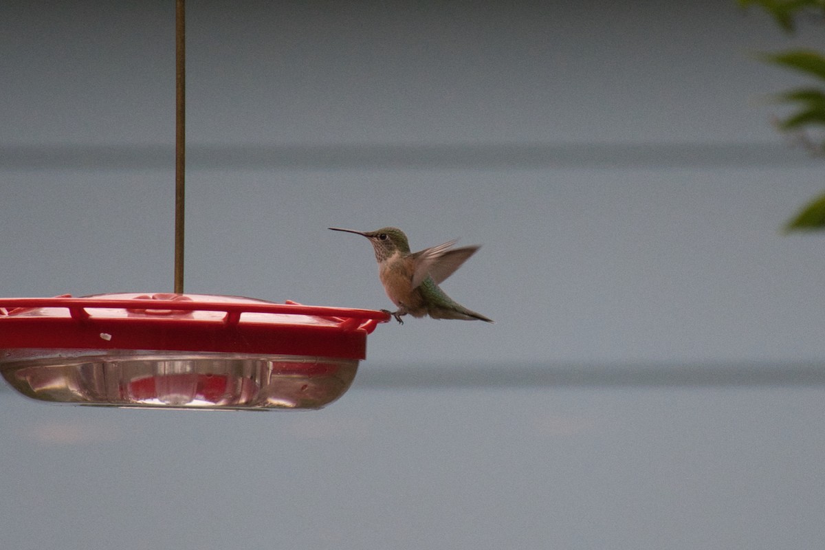 Broad-tailed Hummingbird - ML643112384