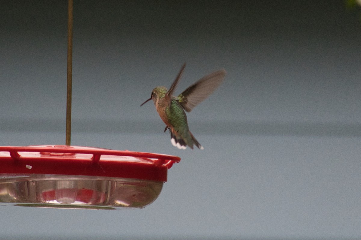 Broad-tailed Hummingbird - ML643112385