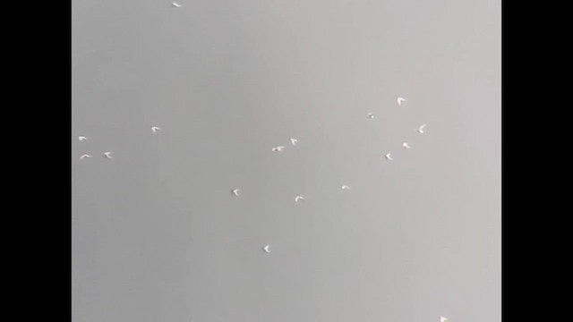 Flussseeschwalbe - ML643112393