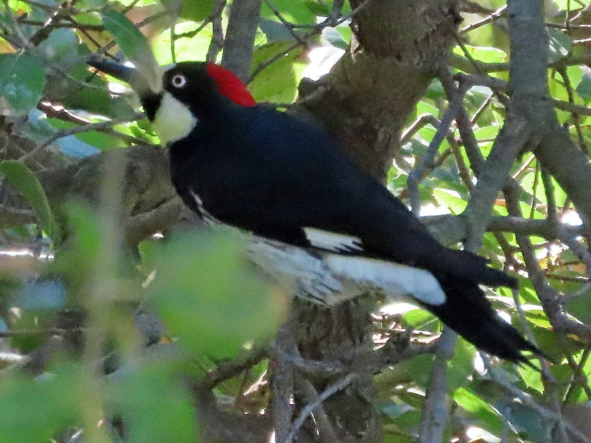 Acorn Woodpecker - ML643112408