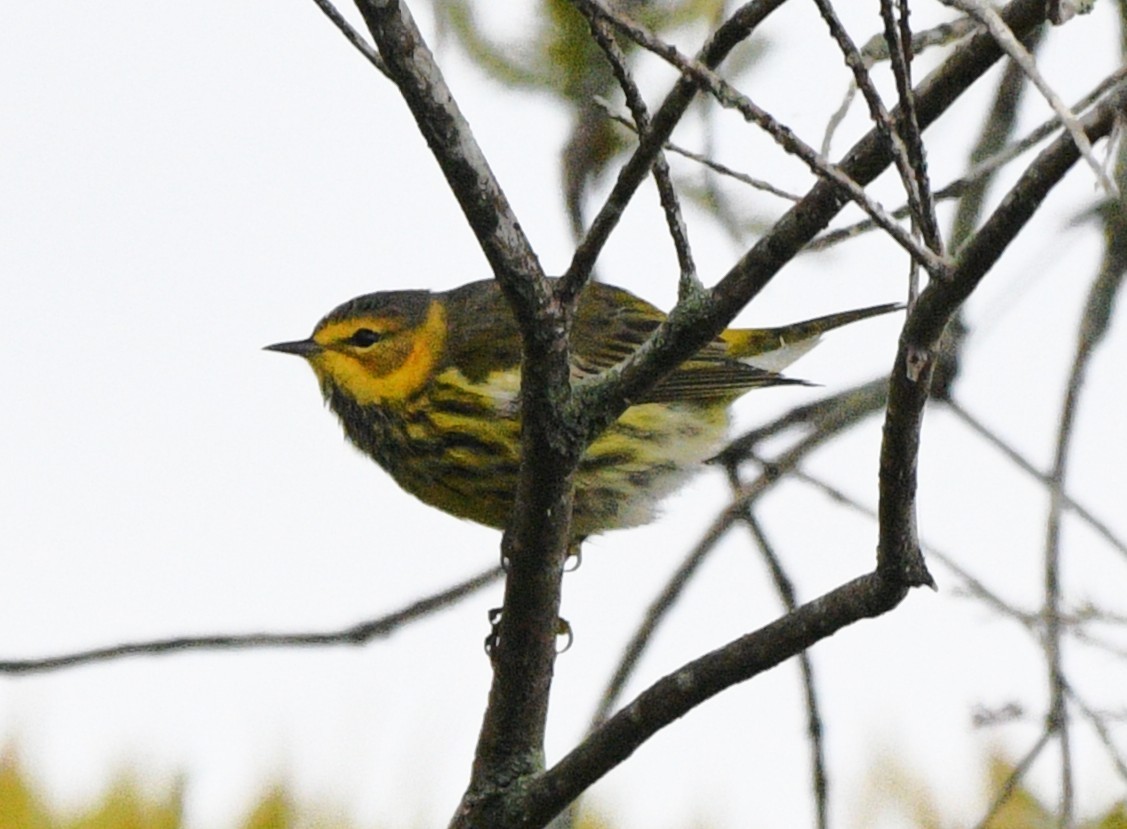 brunkinnparula - ML643112412