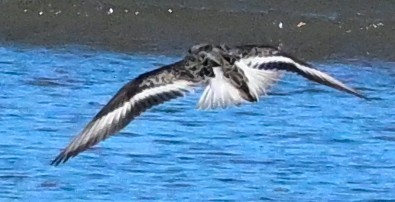 sandløper - ML643112420