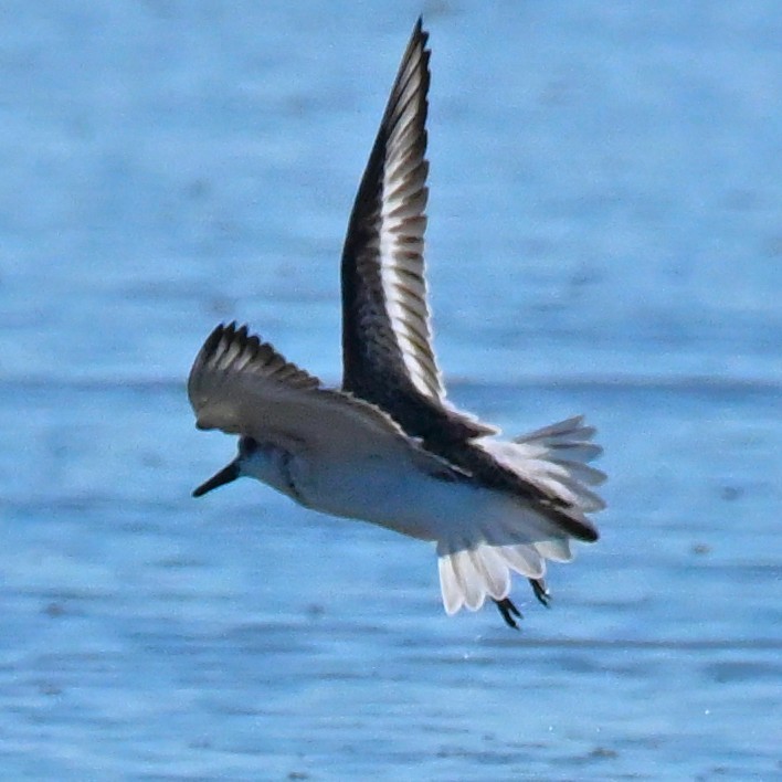 sandløper - ML643112423