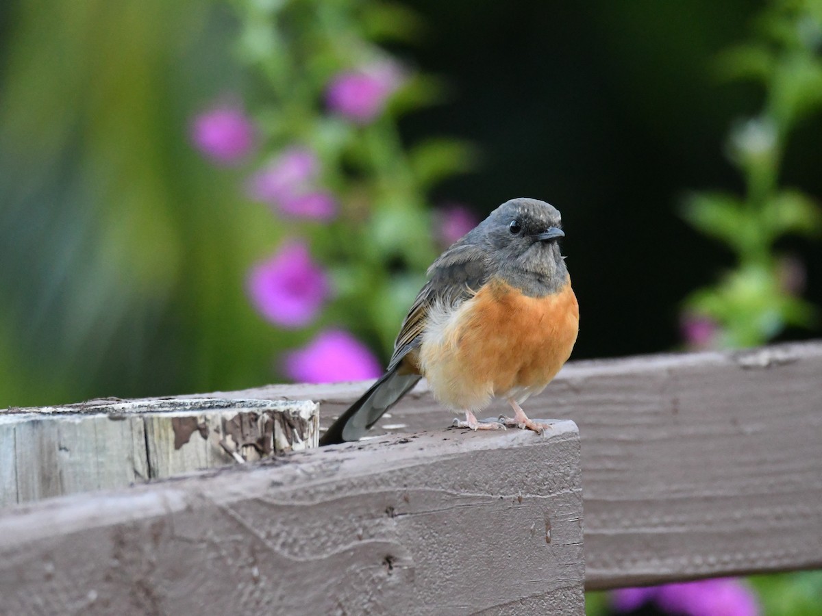 White-rumped Shama - ML643112446