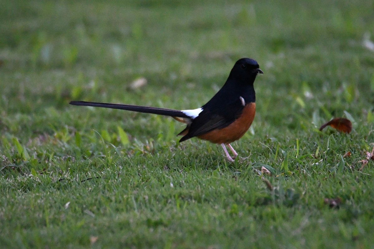 White-rumped Shama - ML643112454