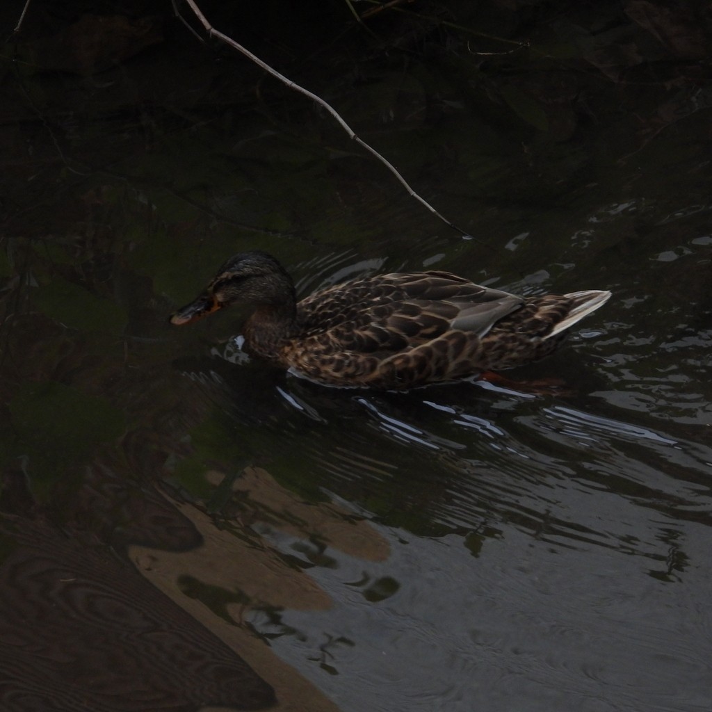 綠頭鴨 - ML643112455