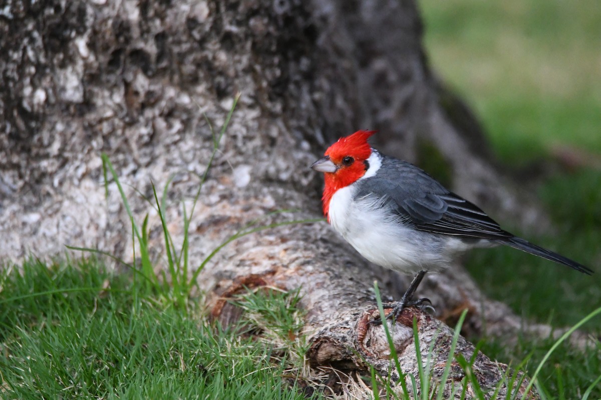 Red-crested Cardinal - ML643112469