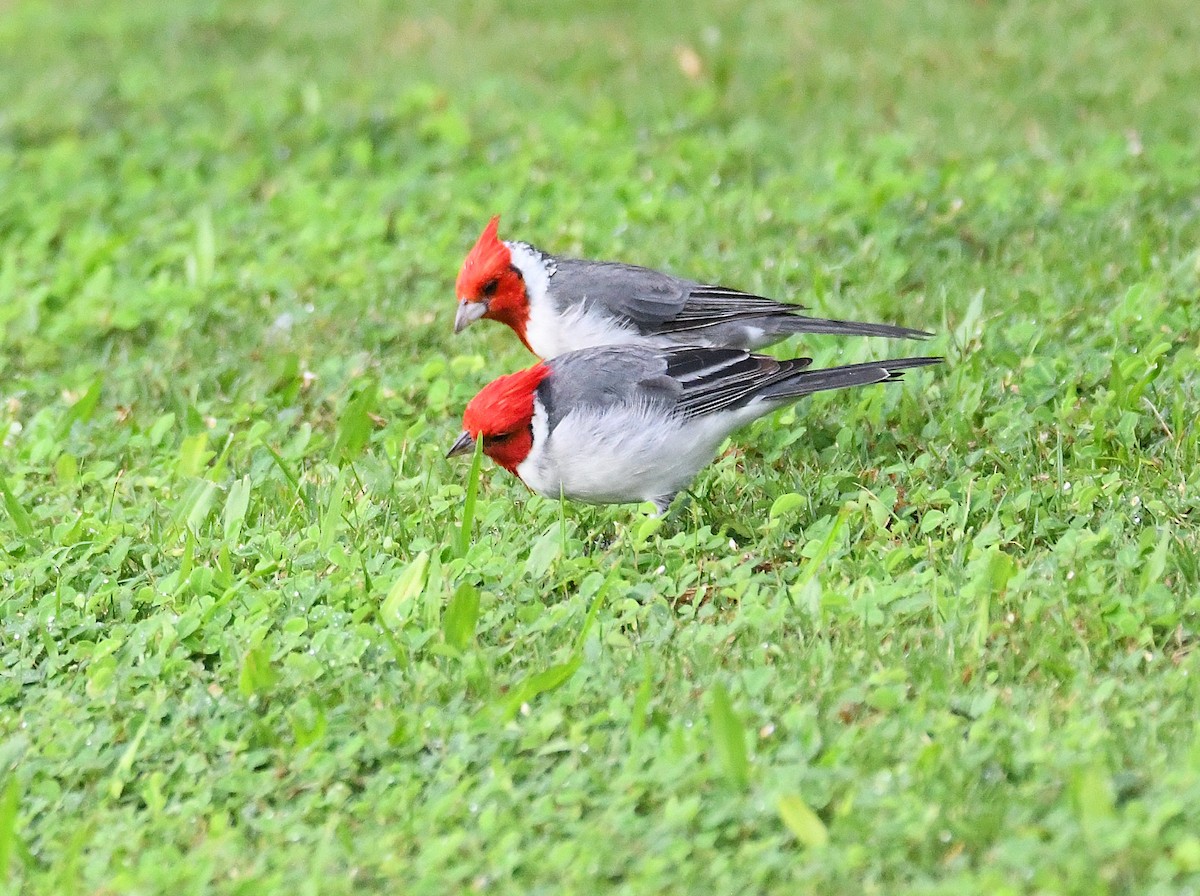 Red-crested Cardinal - ML643112478