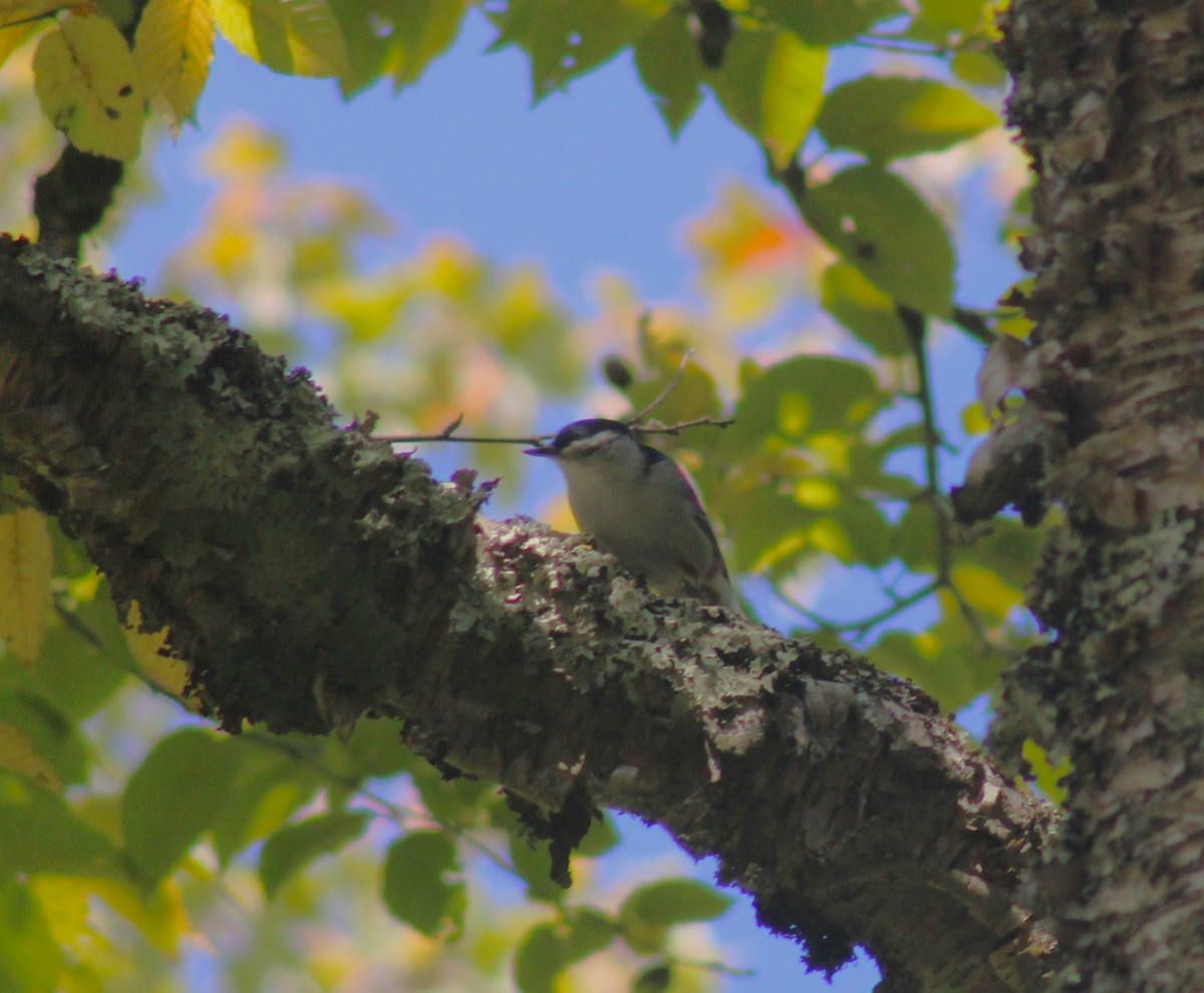 White-breasted Nuthatch - ML643112494