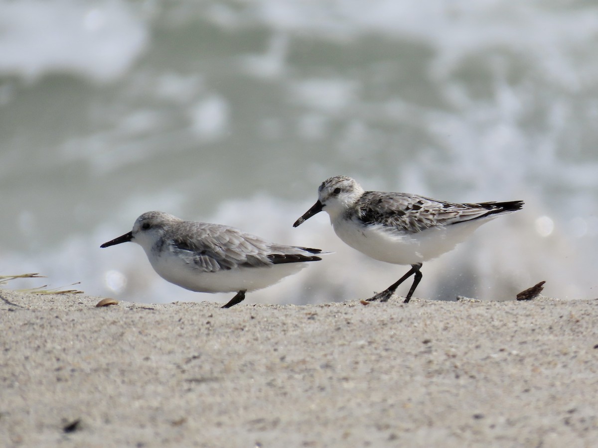 Sanderling - ML643112495