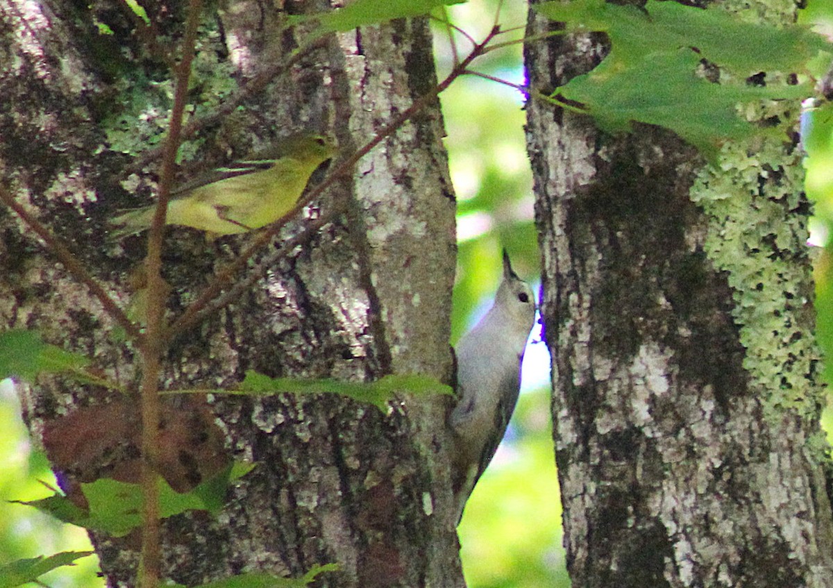 White-breasted Nuthatch - ML643112498