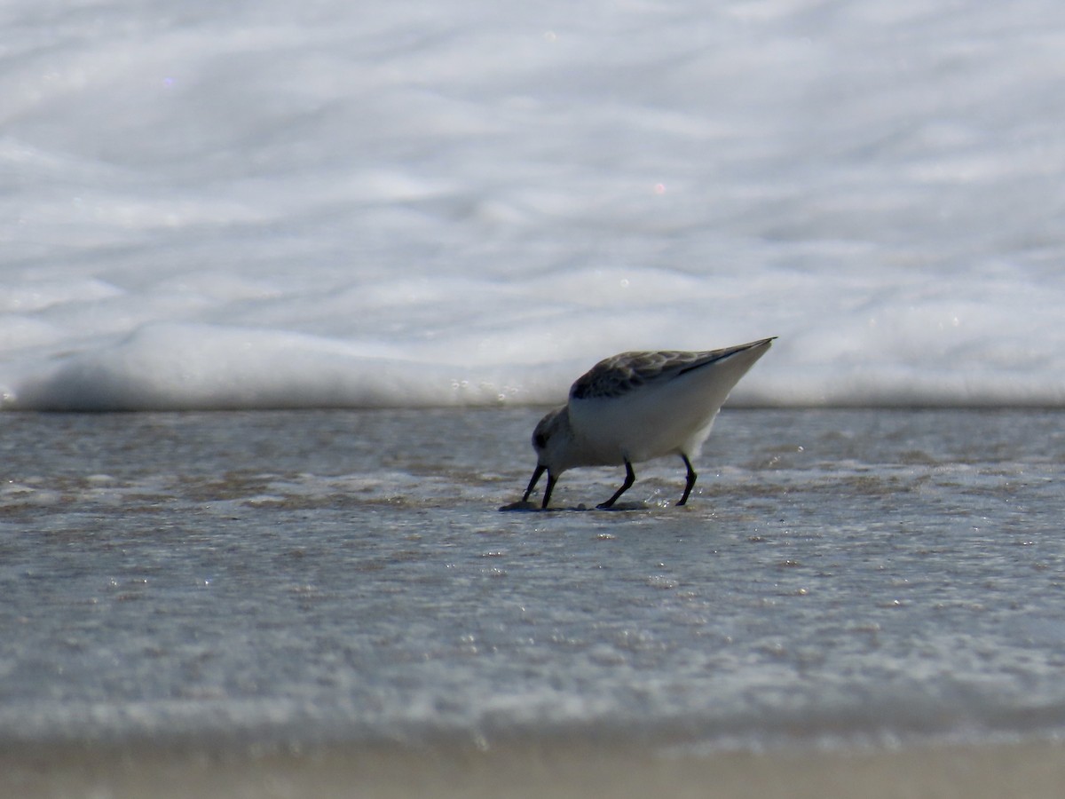 Sanderling - ML643112502