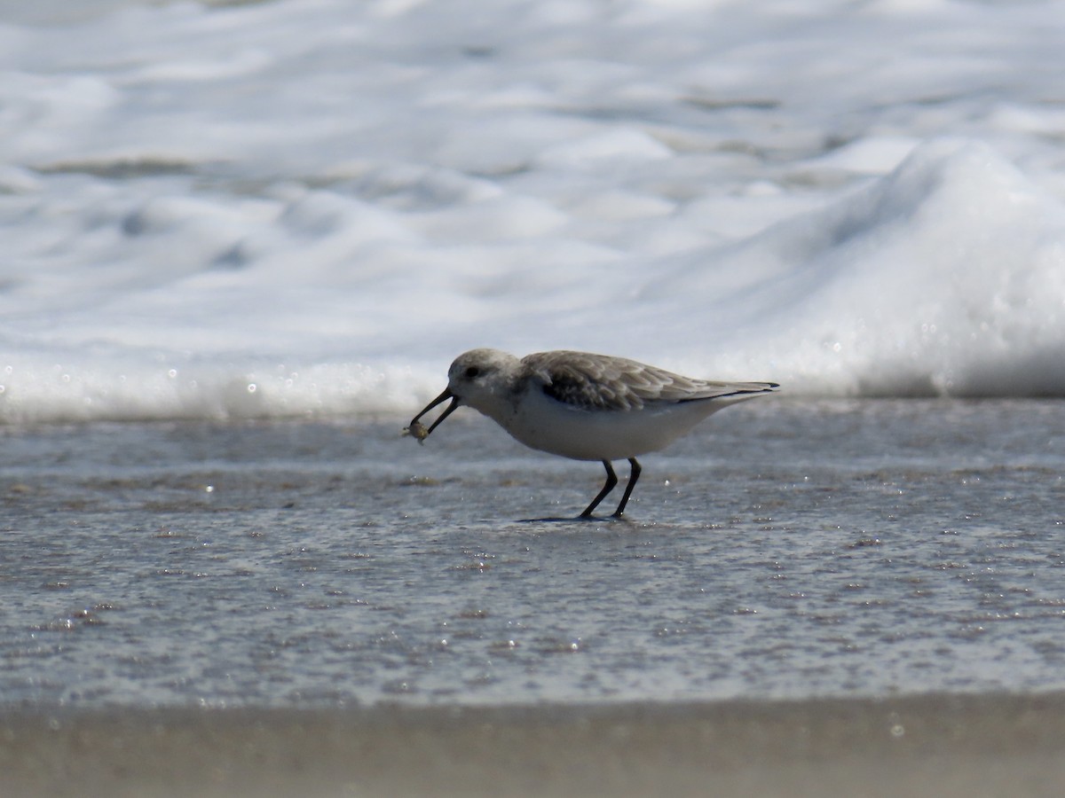 Sanderling - ML643112504