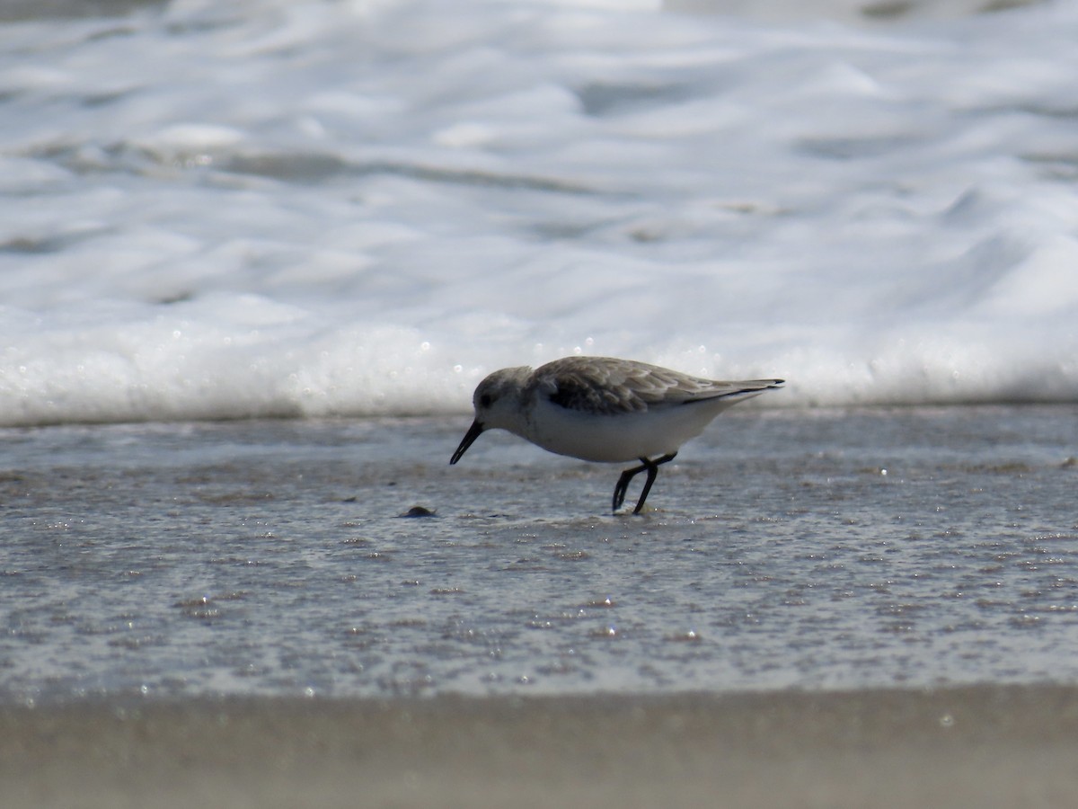 Sanderling - ML643112505