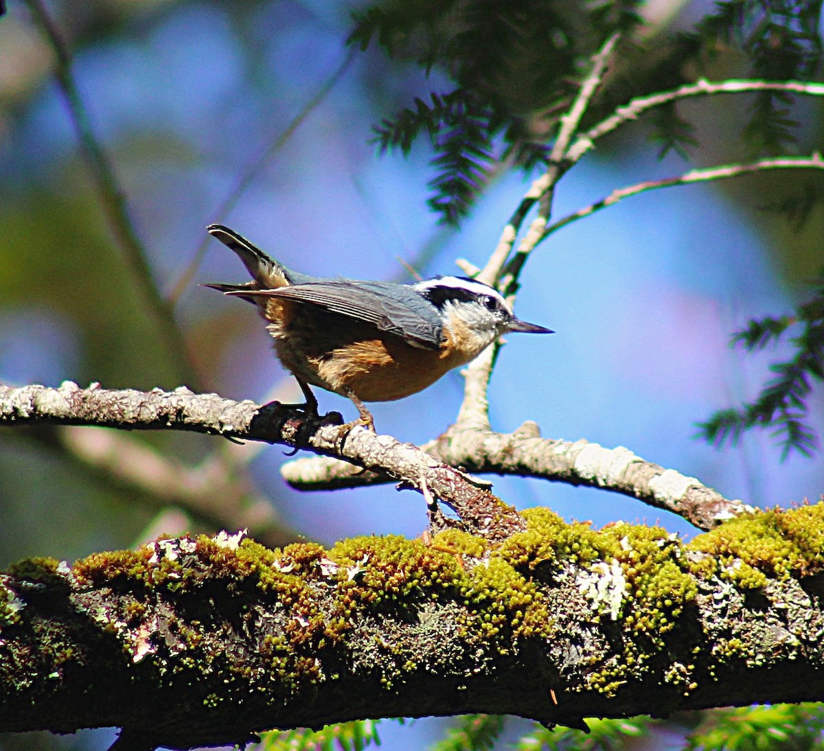 Red-breasted Nuthatch - ML643112524