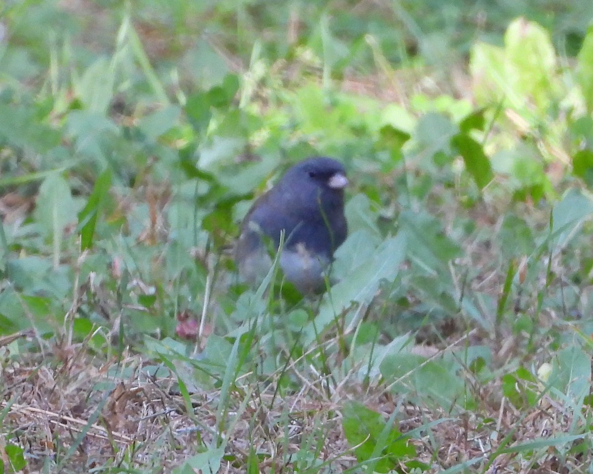 Dark-eyed Junco - ML643112535