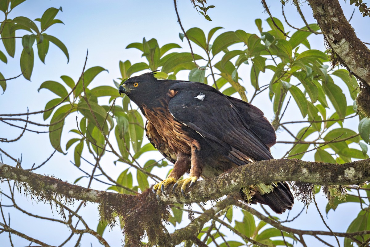 Black-and-chestnut Eagle - ML643112564