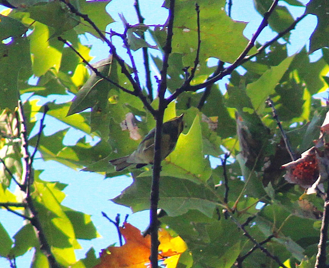 Black-throated Green Warbler - ML643112573