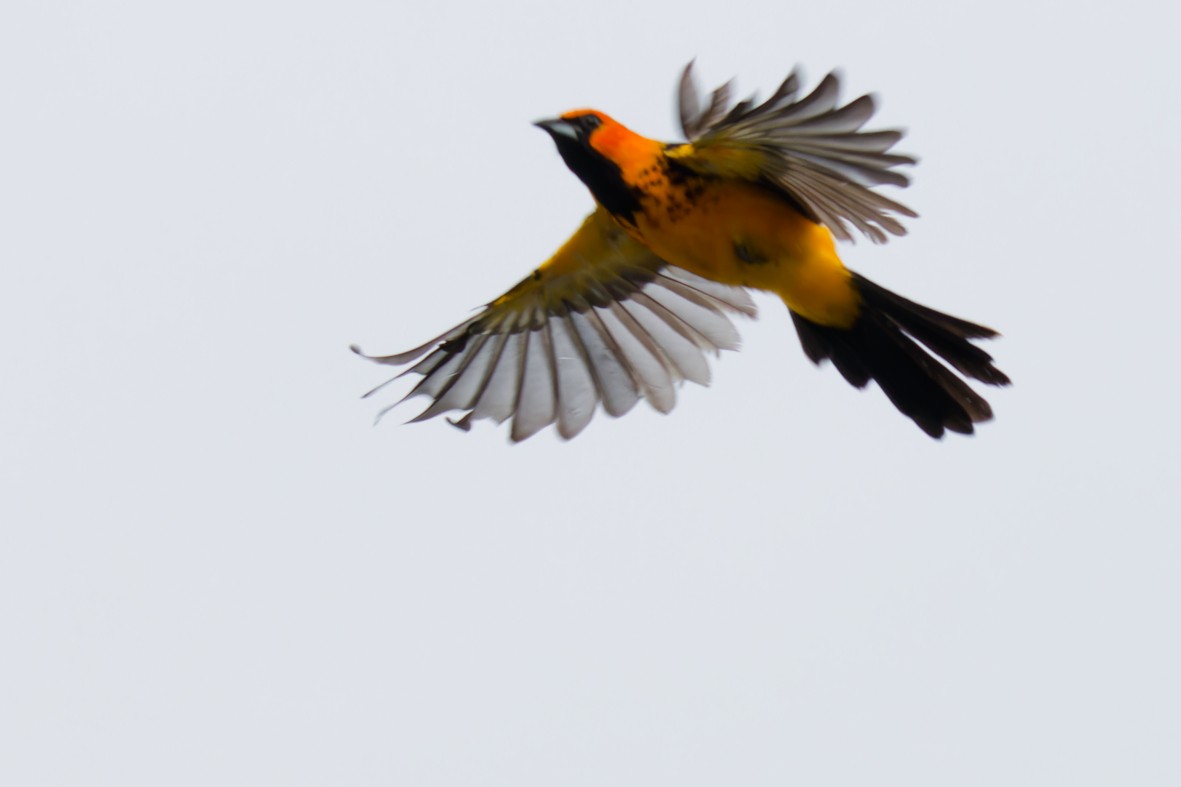Spot-breasted Oriole - ML643112574