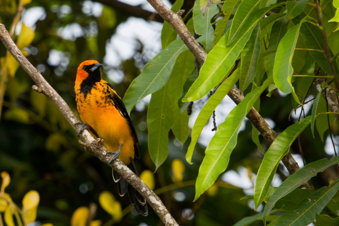 Spot-breasted Oriole - ML643112576