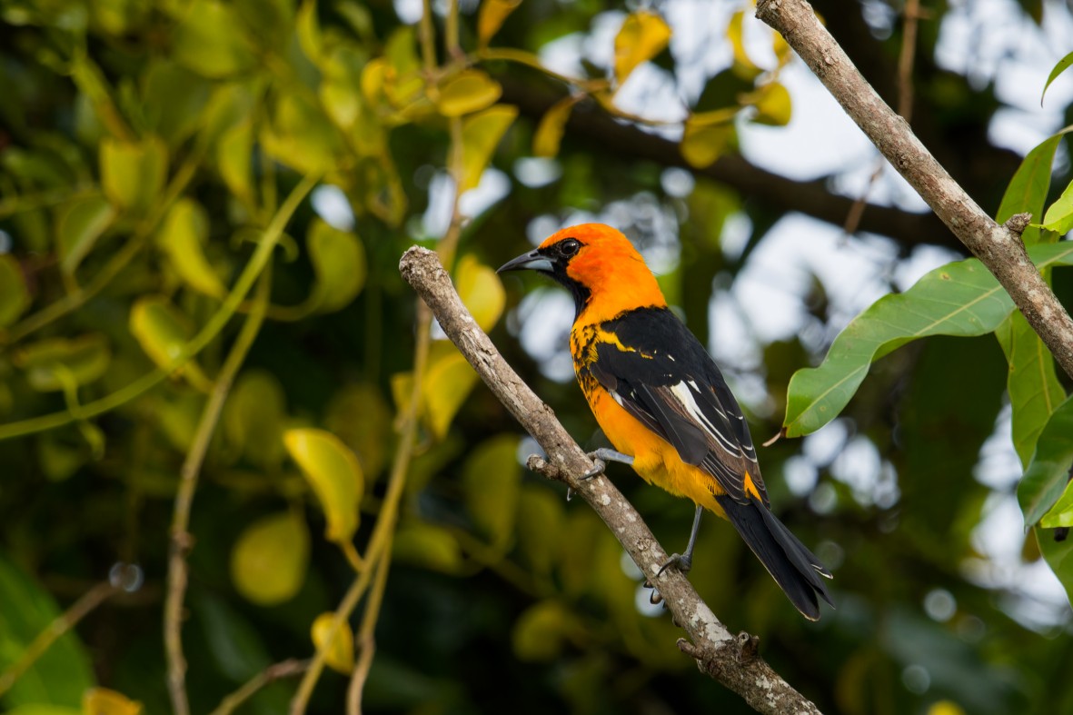 Spot-breasted Oriole - ML643112577