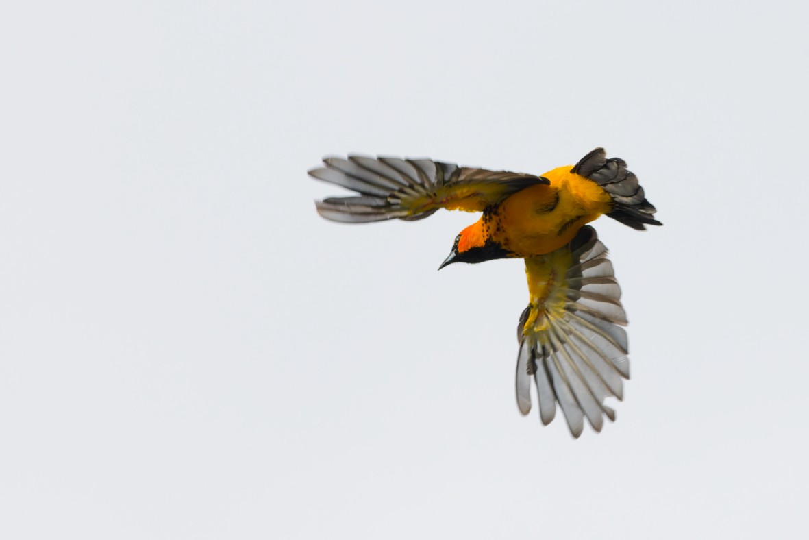 Spot-breasted Oriole - ML643112578