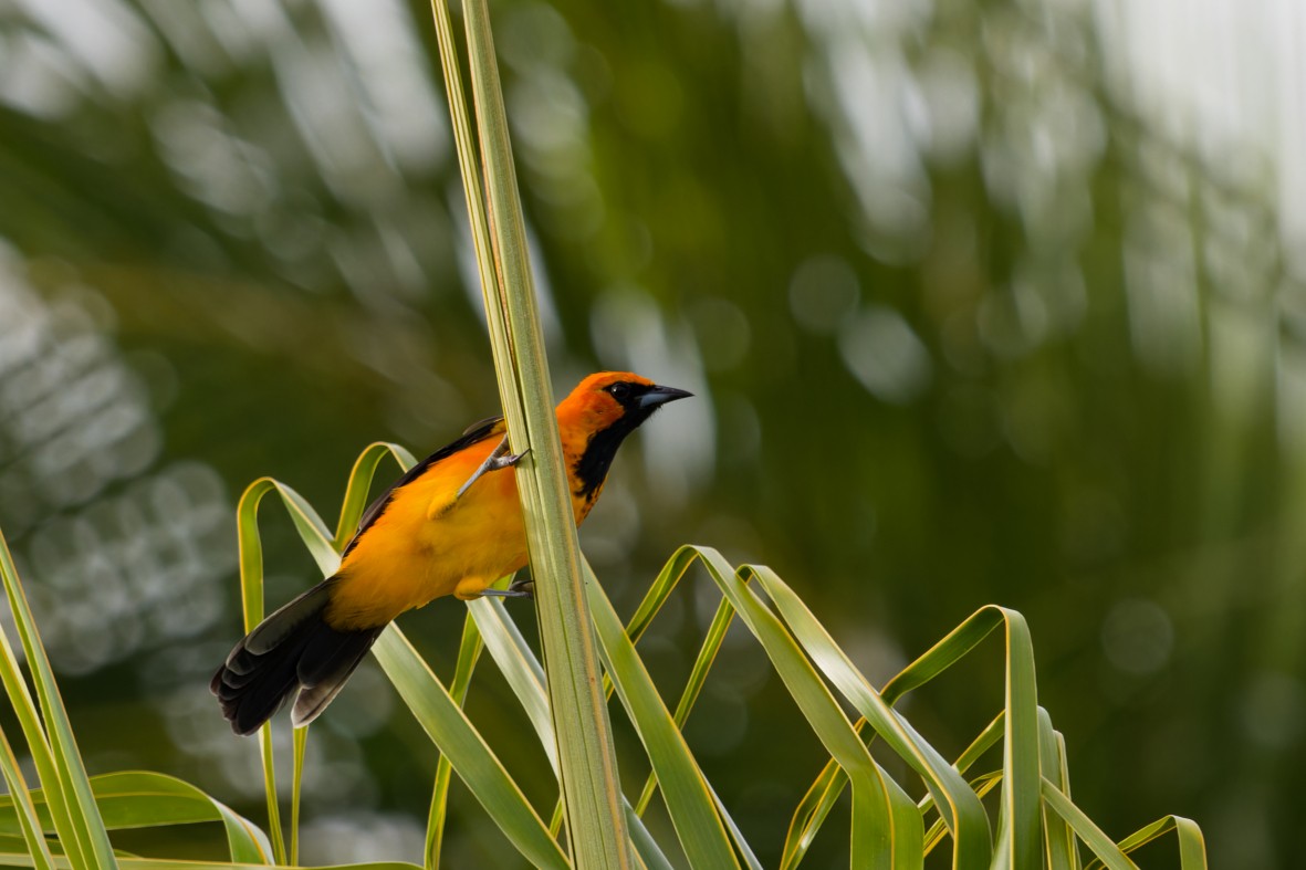 Spot-breasted Oriole - ML643112579