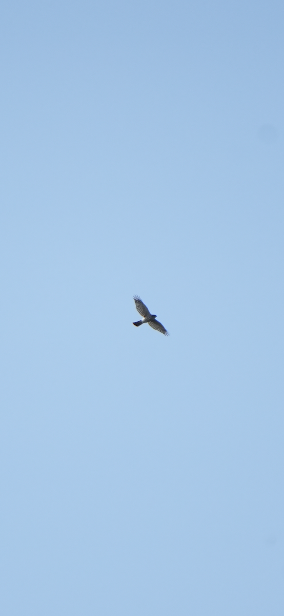Sharp-shinned Hawk - ML643112584