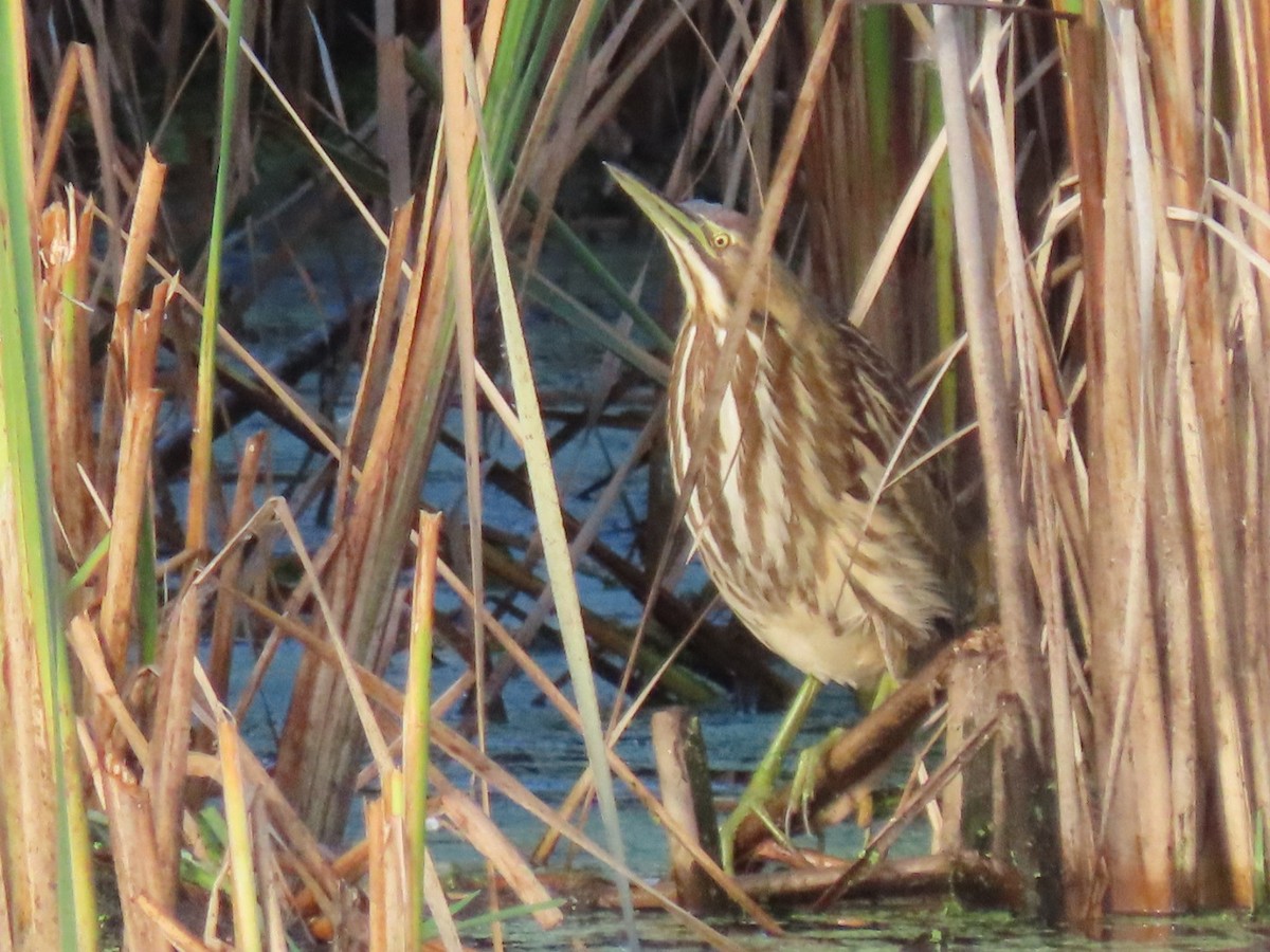 American Bittern - ML643112589