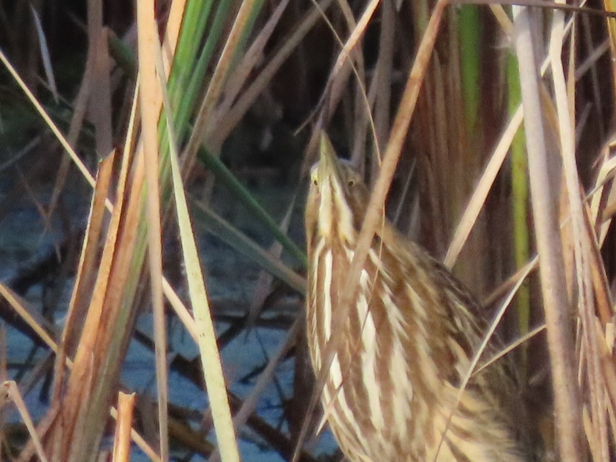 American Bittern - ML643112604
