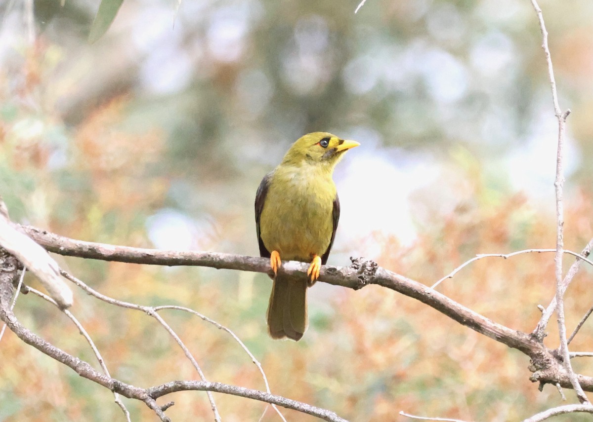 Bell Miner - ML643112610