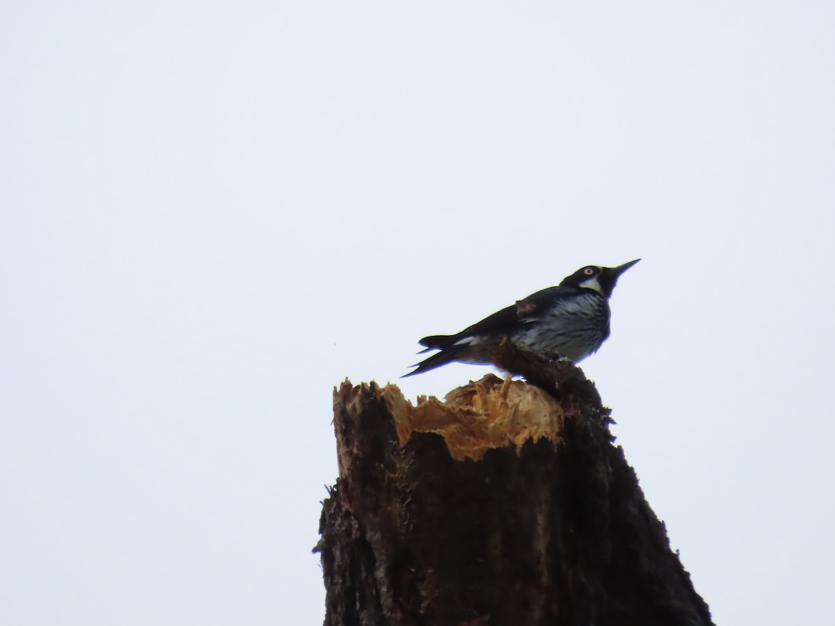 Acorn Woodpecker - ML643112612