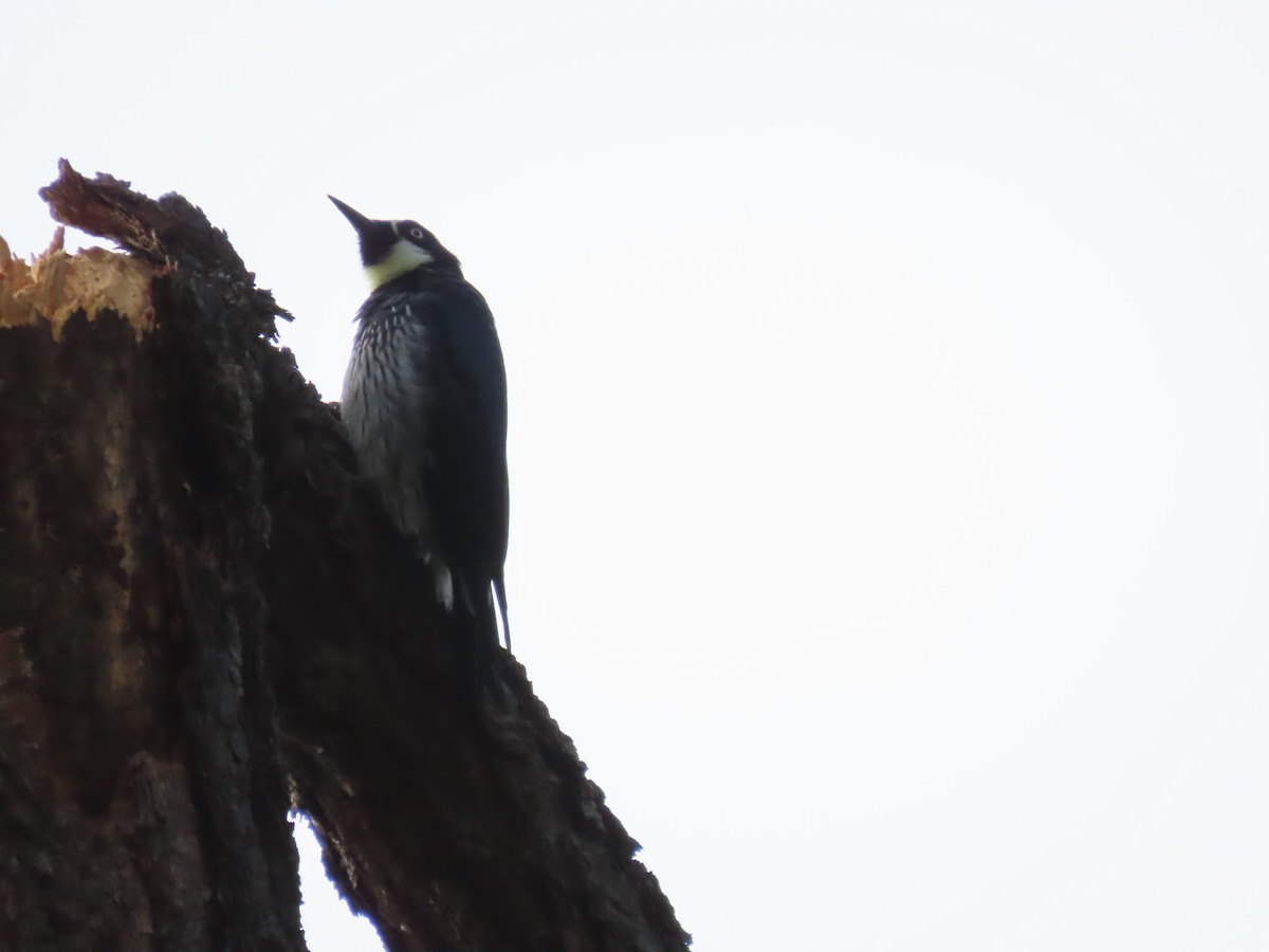 Acorn Woodpecker - ML643112613