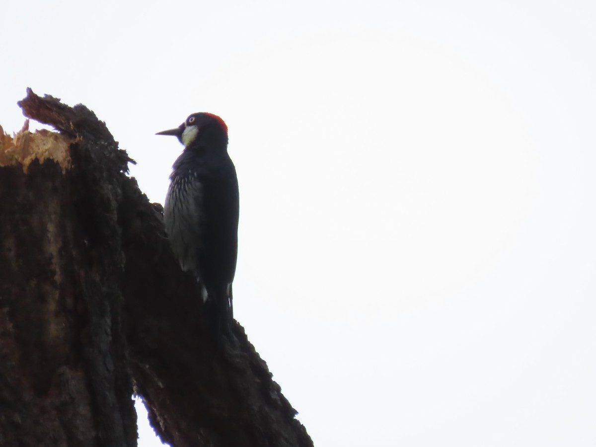 Acorn Woodpecker - ML643112614