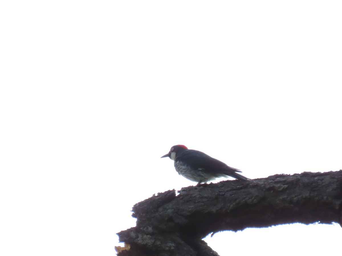 Acorn Woodpecker - ML643112615