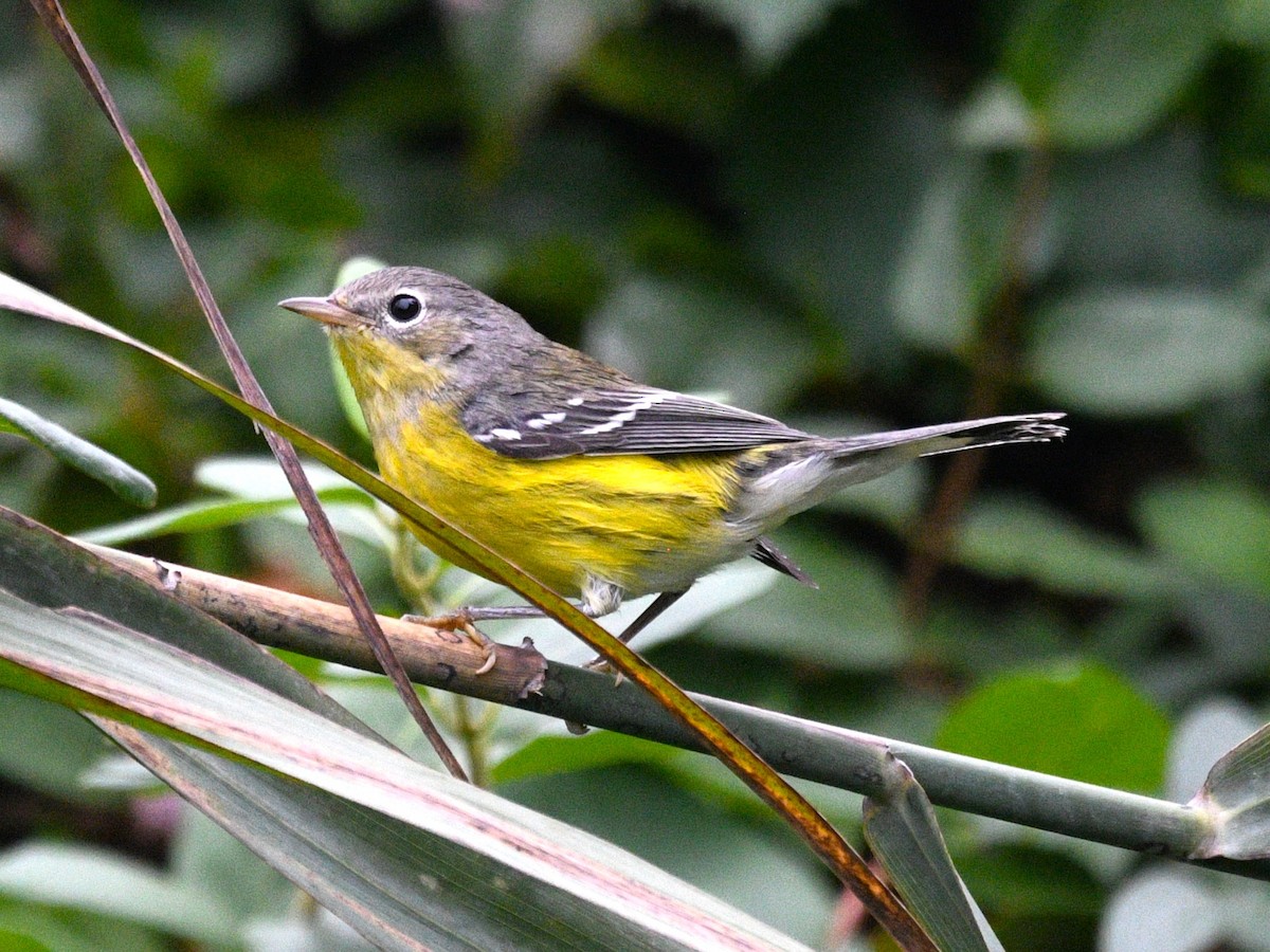 Magnolia Warbler - ML643112618