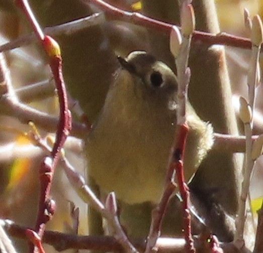 Ruby-crowned Kinglet - ML643112619