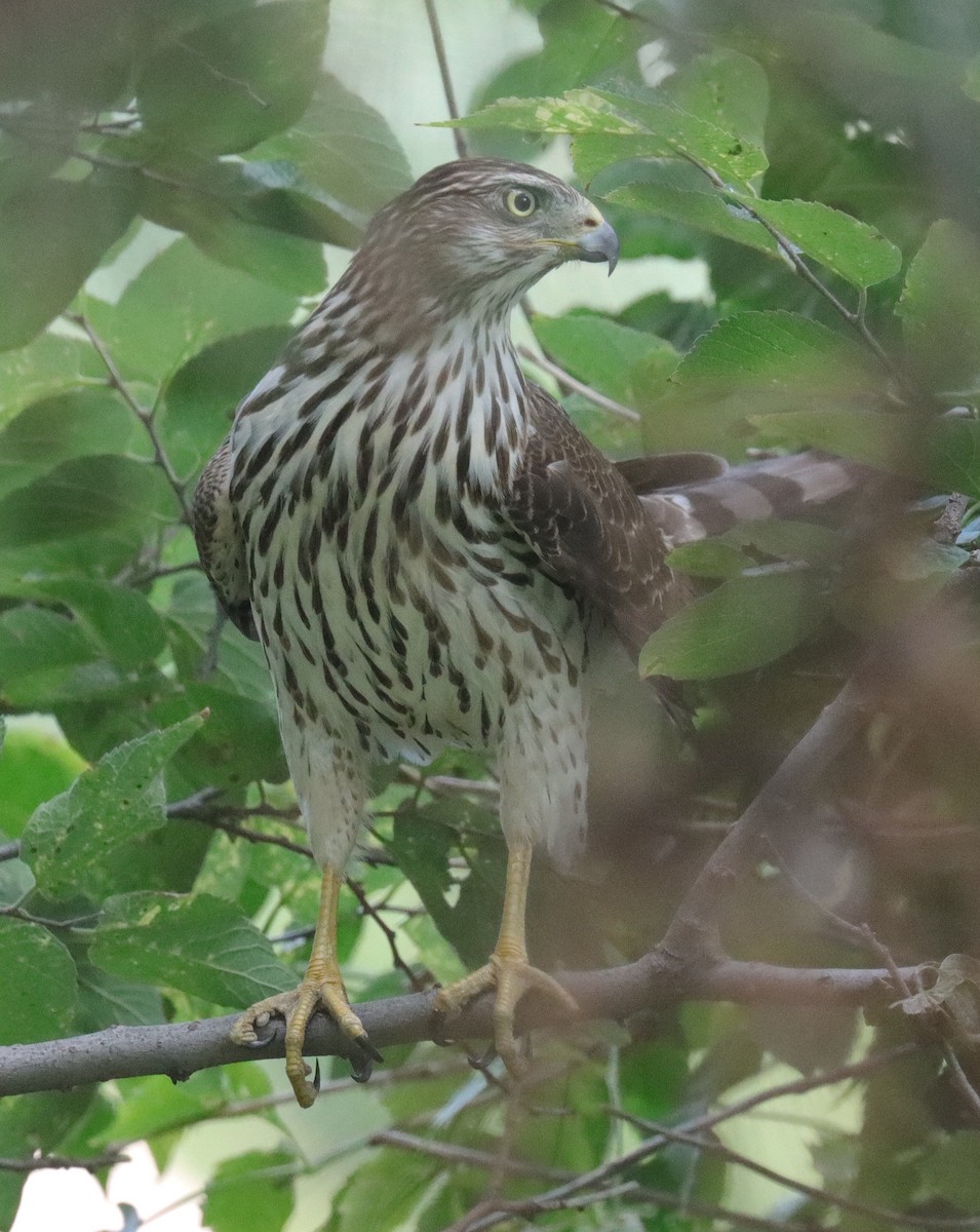 Cooper's Hawk - ML643112620