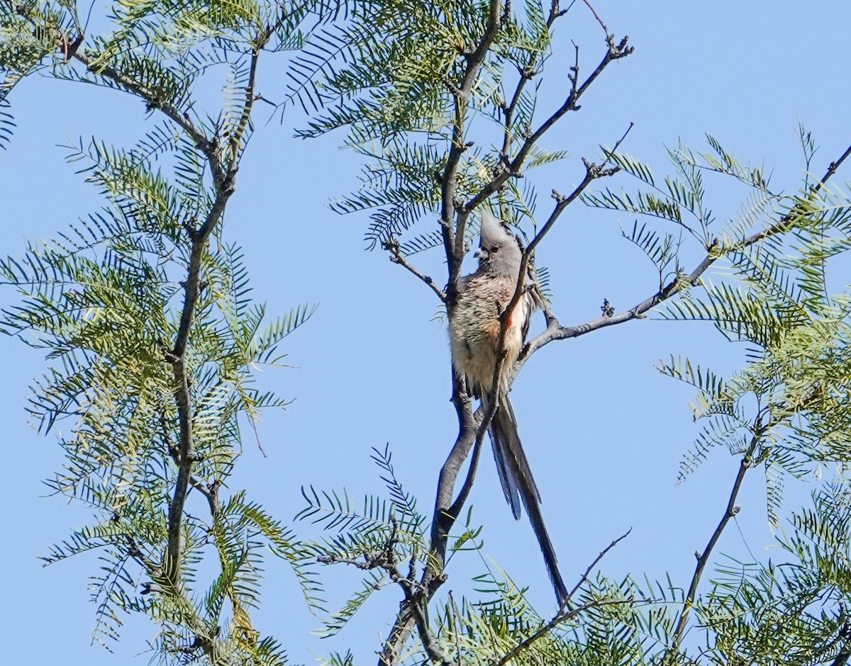White-backed Mousebird - ML643112621
