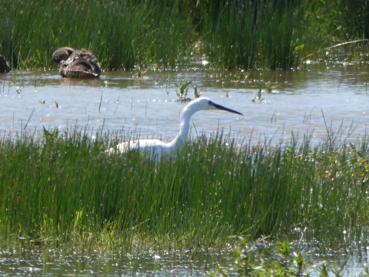 Little Egret - ML643112622