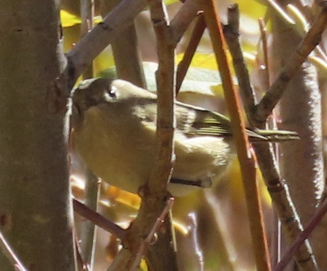Ruby-crowned Kinglet - ML643112623