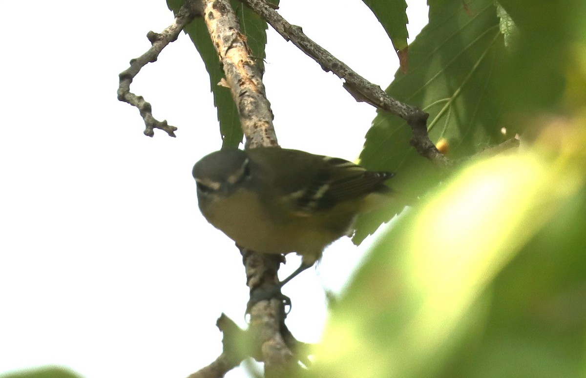 Blue-headed Vireo - ML643112624