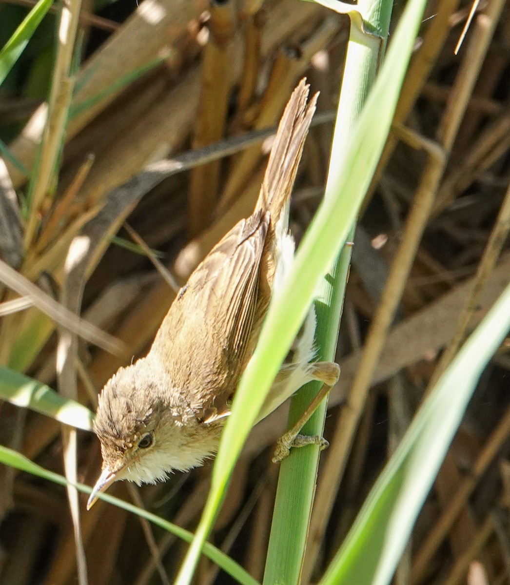 Common Reed Warbler (African) - ML643112625