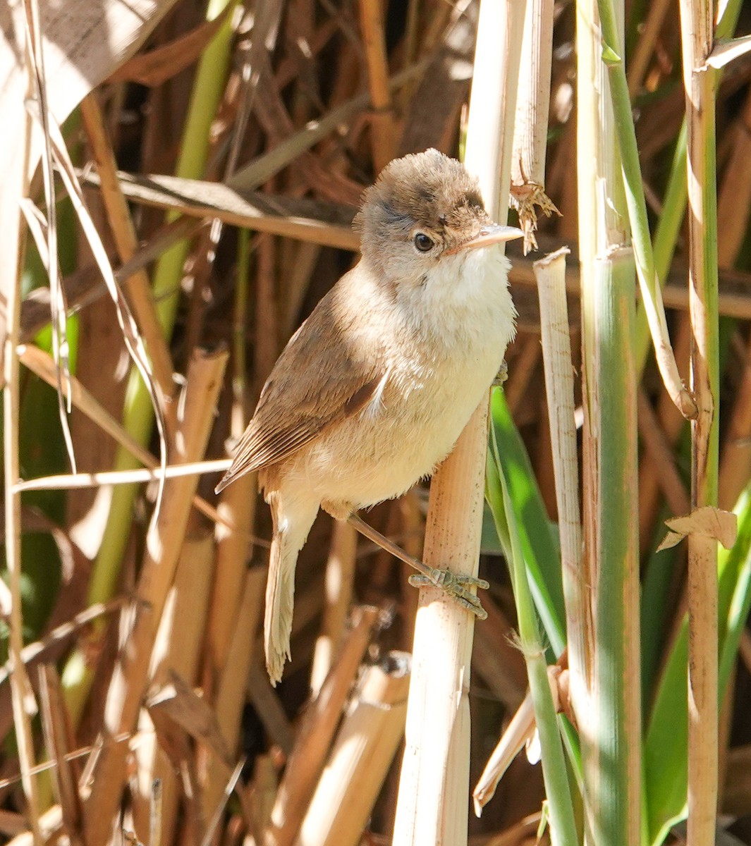 Common Reed Warbler (African) - ML643112626