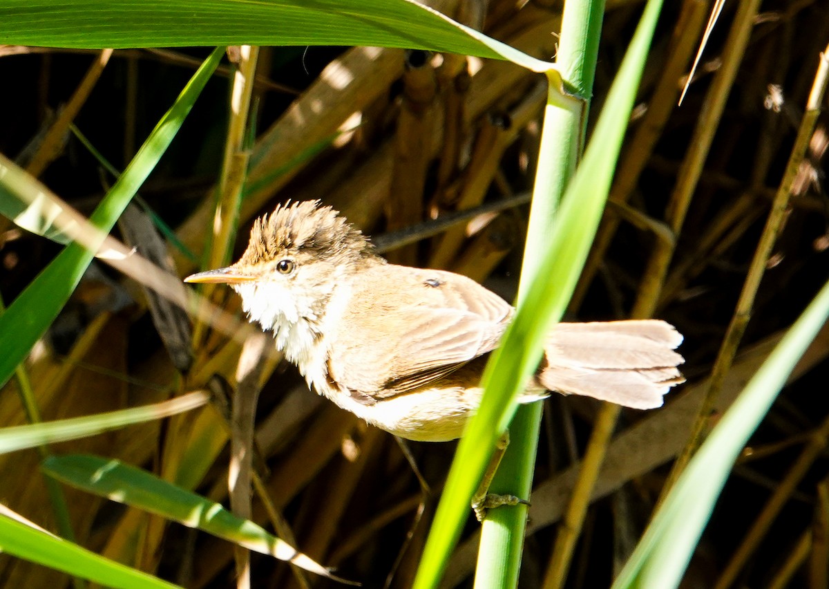 Common Reed Warbler (African) - ML643112627