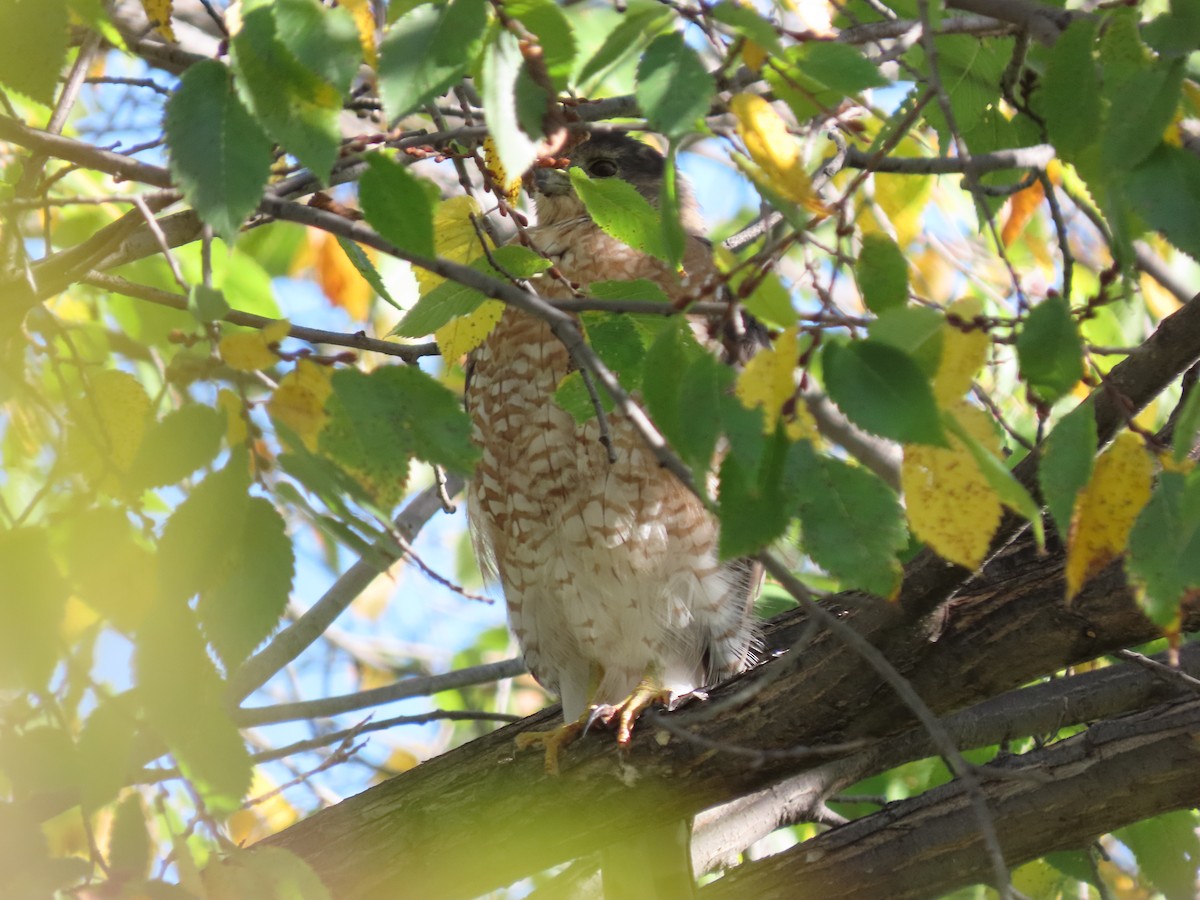 Cooper's Hawk - ML643112629