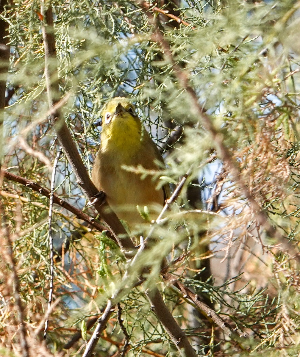 Orange River White-eye - ML643112630